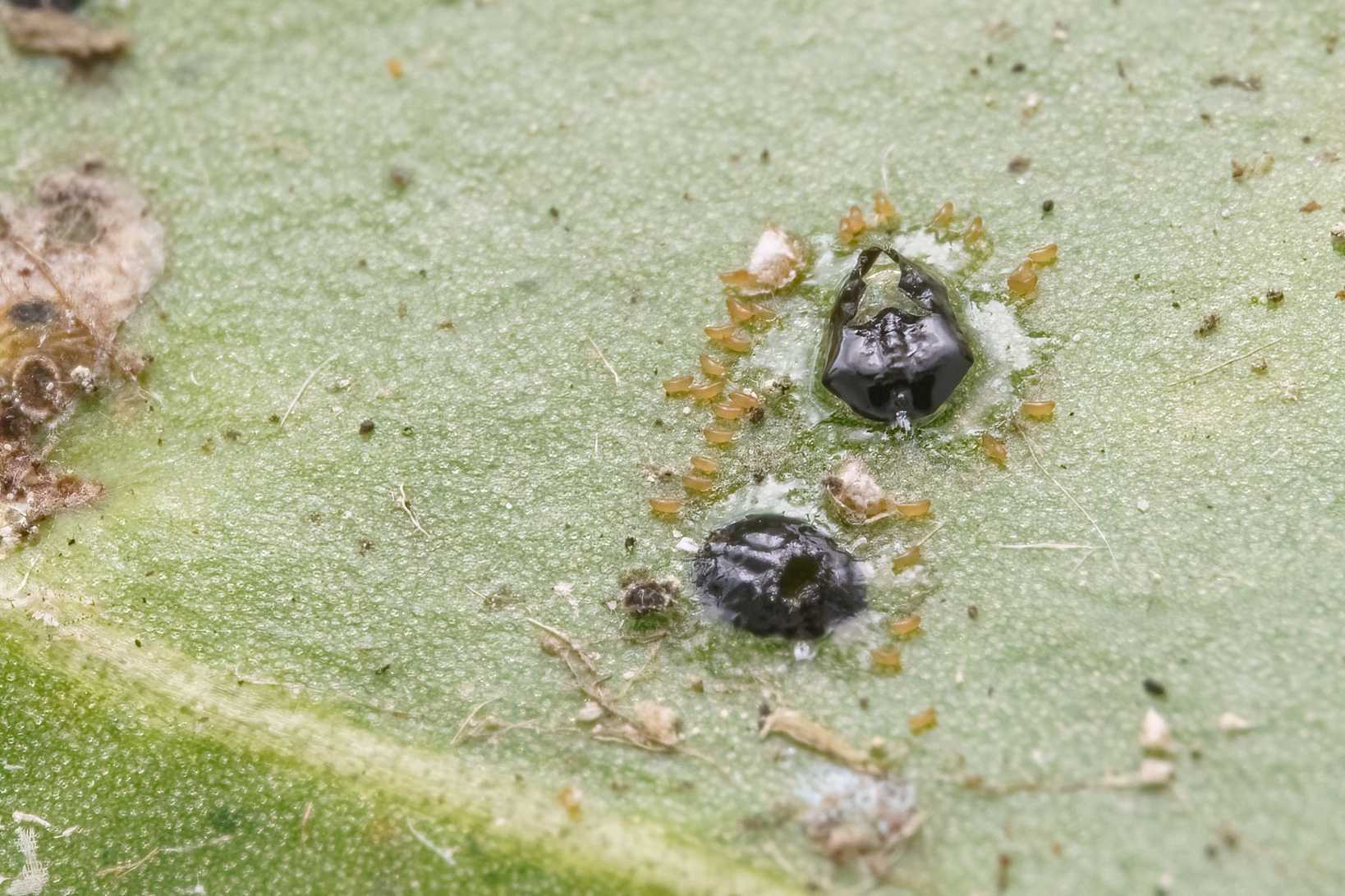 Aleurotrachelus camelliae