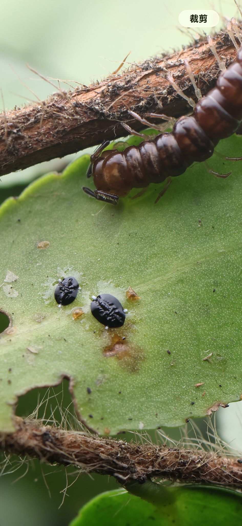 Aleurotrachelus camelliae