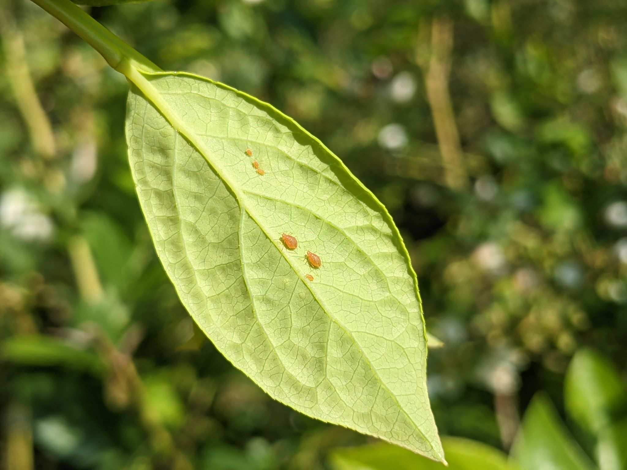 Ericaphis fimbriata