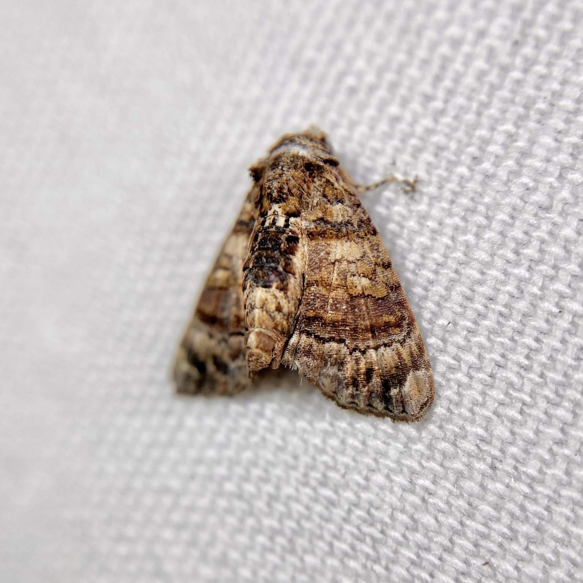 Chlumetia transversa