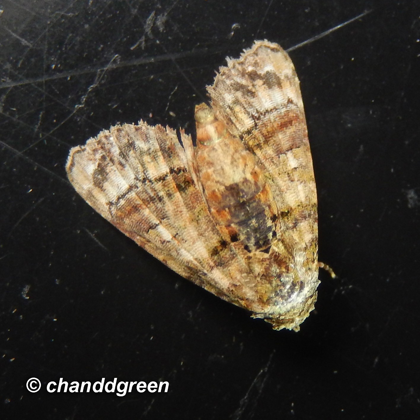 Chlumetia transversa