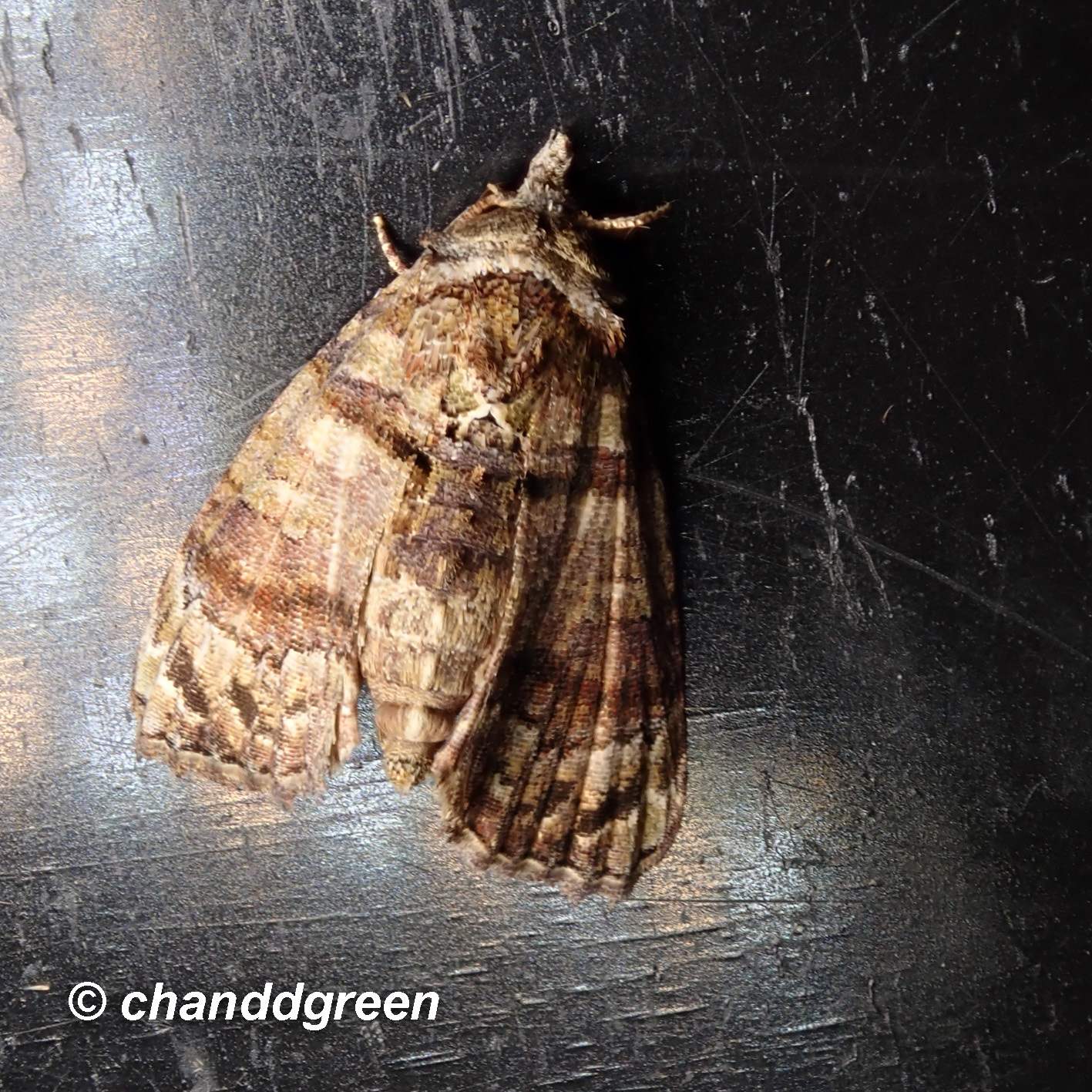 Chlumetia transversa