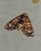 Chlumetia transversa