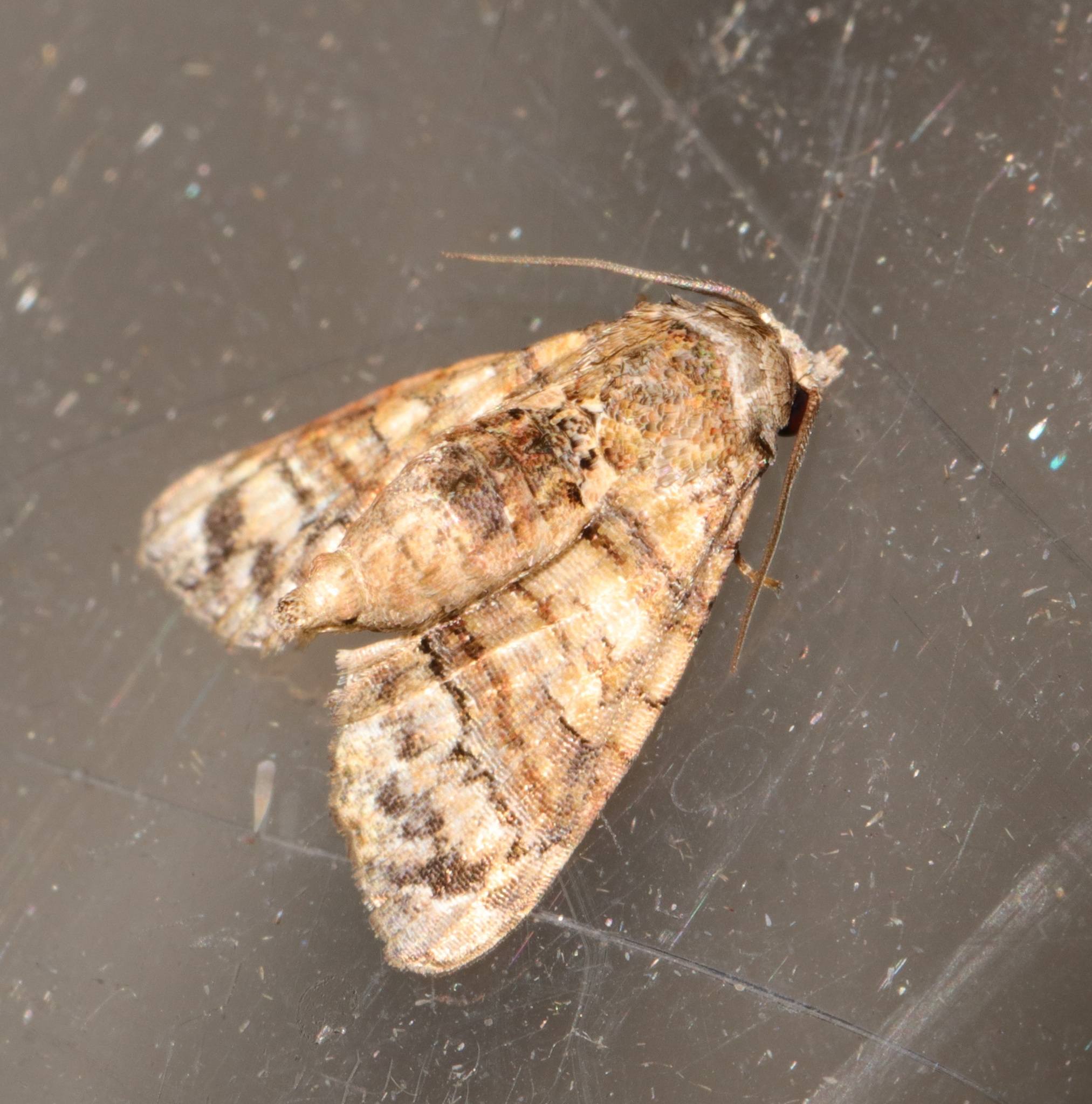 Chlumetia transversa