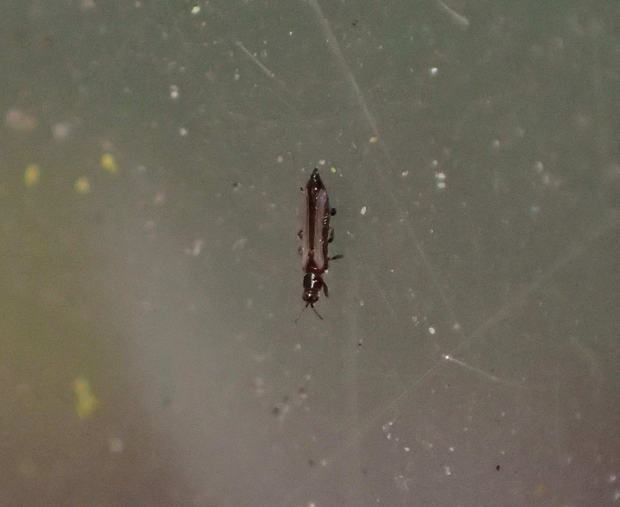 Frankliniella schultzei