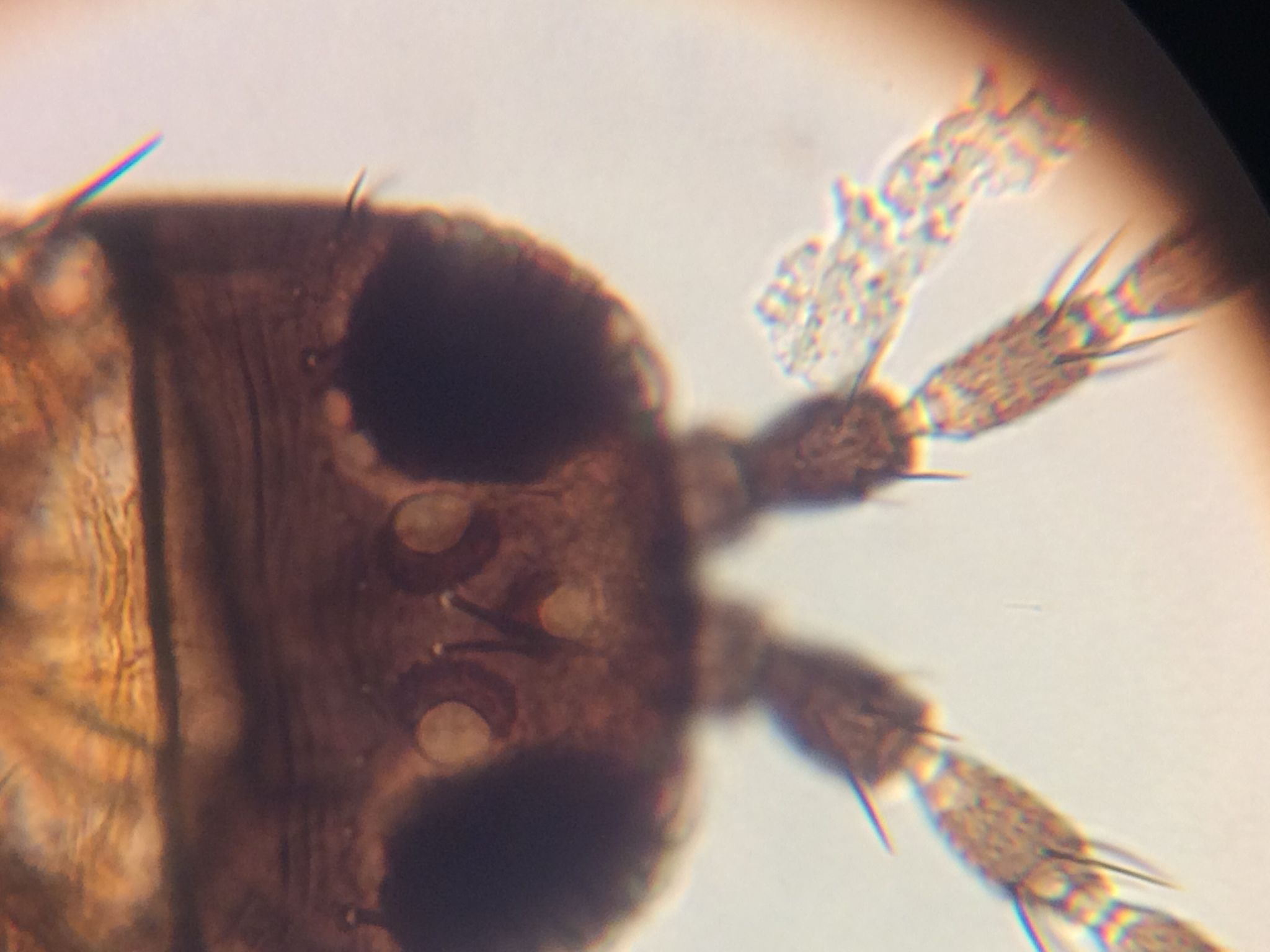 Frankliniella schultzei