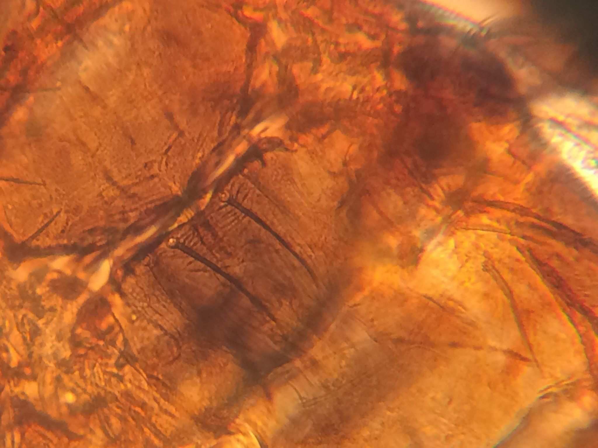Frankliniella schultzei