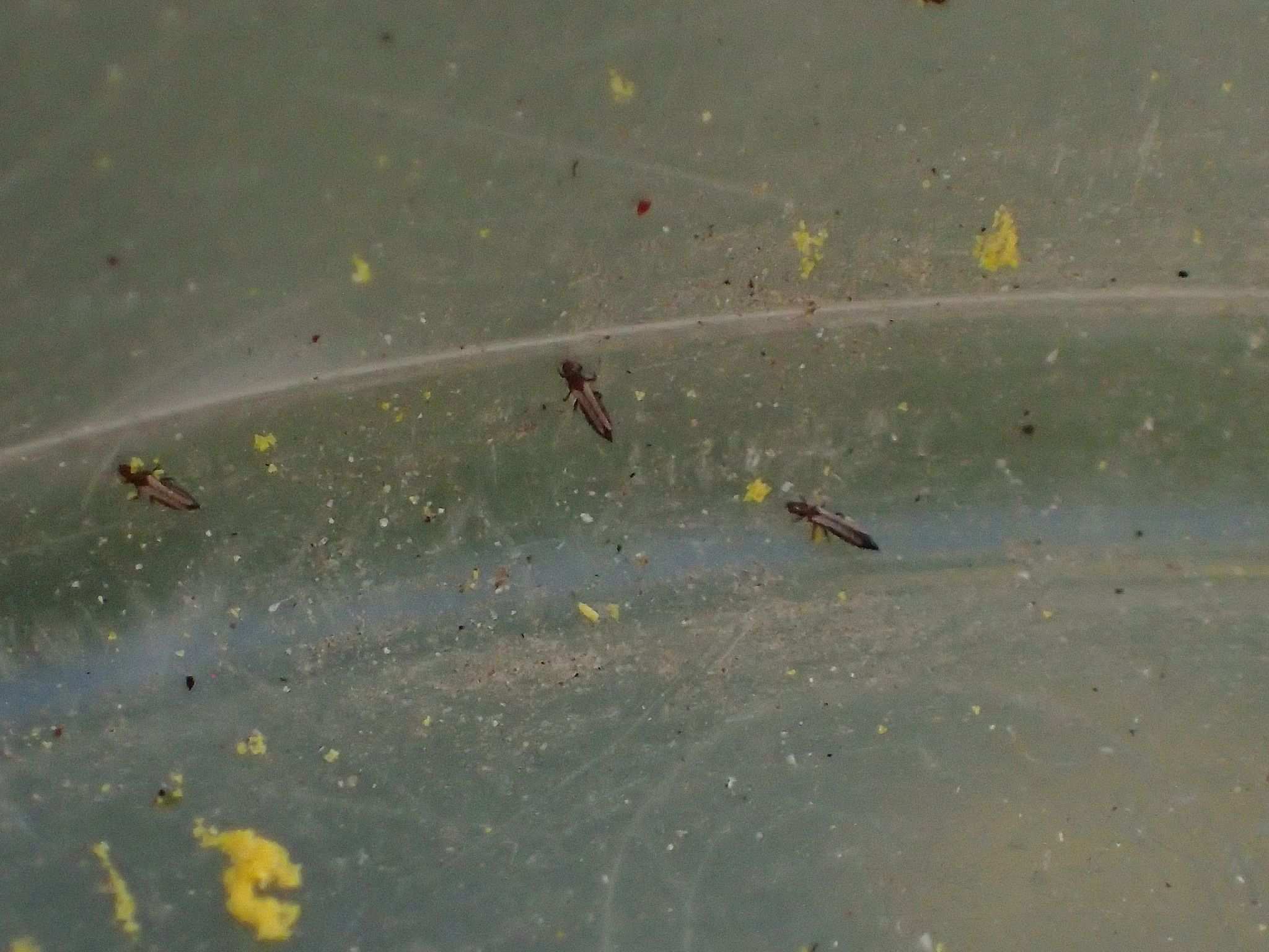Frankliniella schultzei