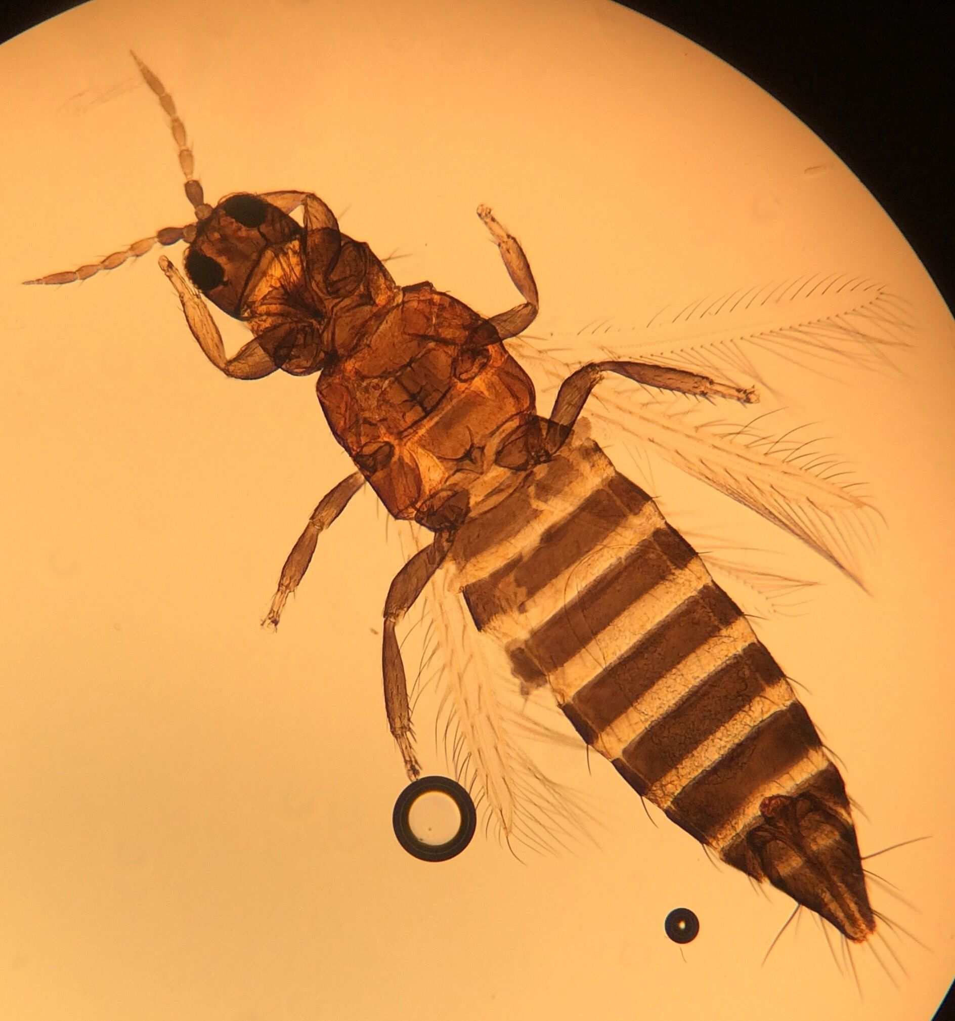 Frankliniella schultzei