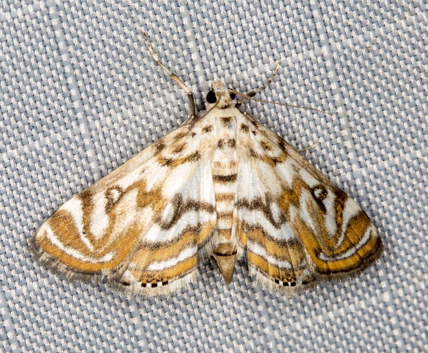 Parapoynx polydectalis