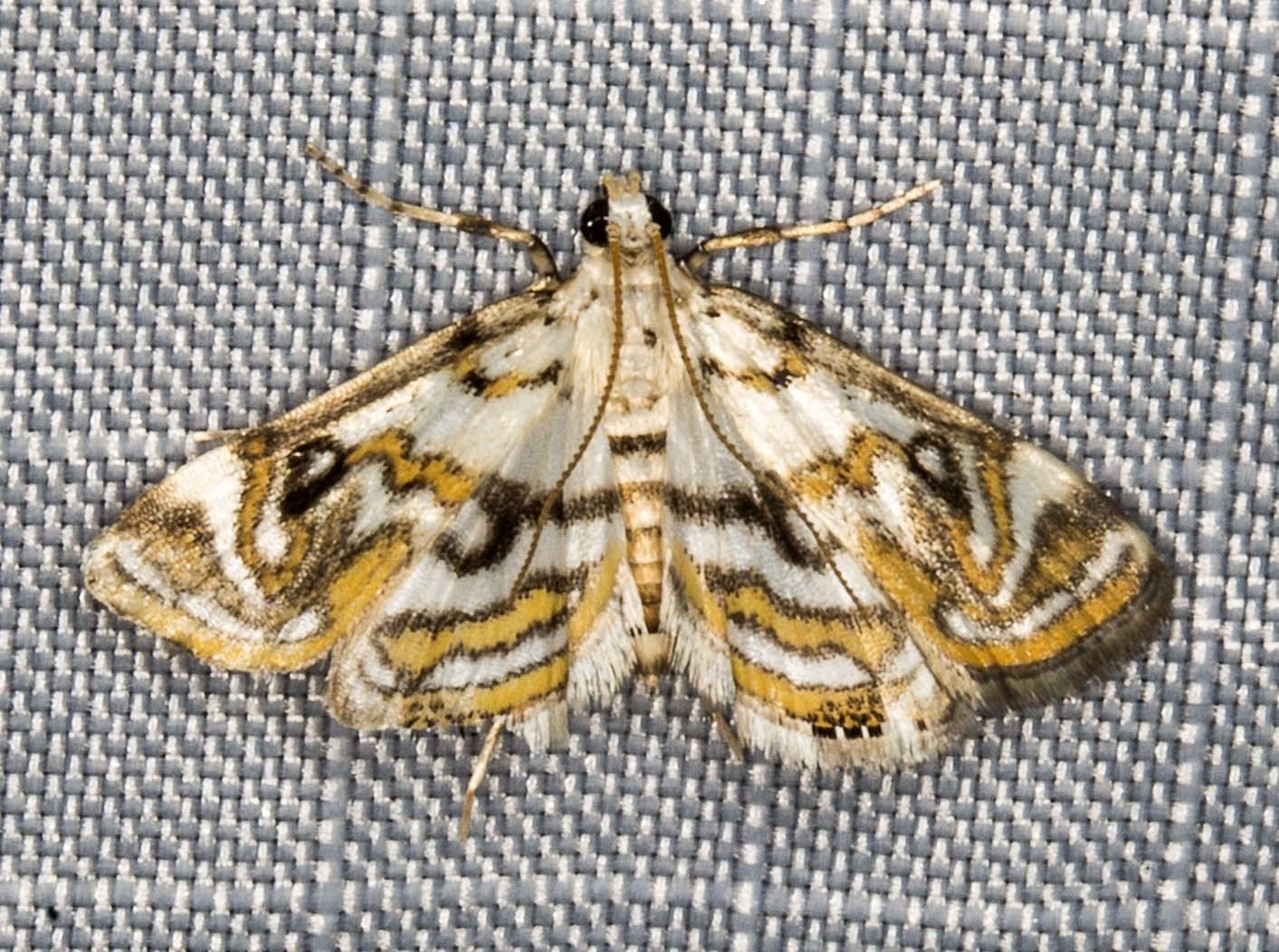 Parapoynx polydectalis