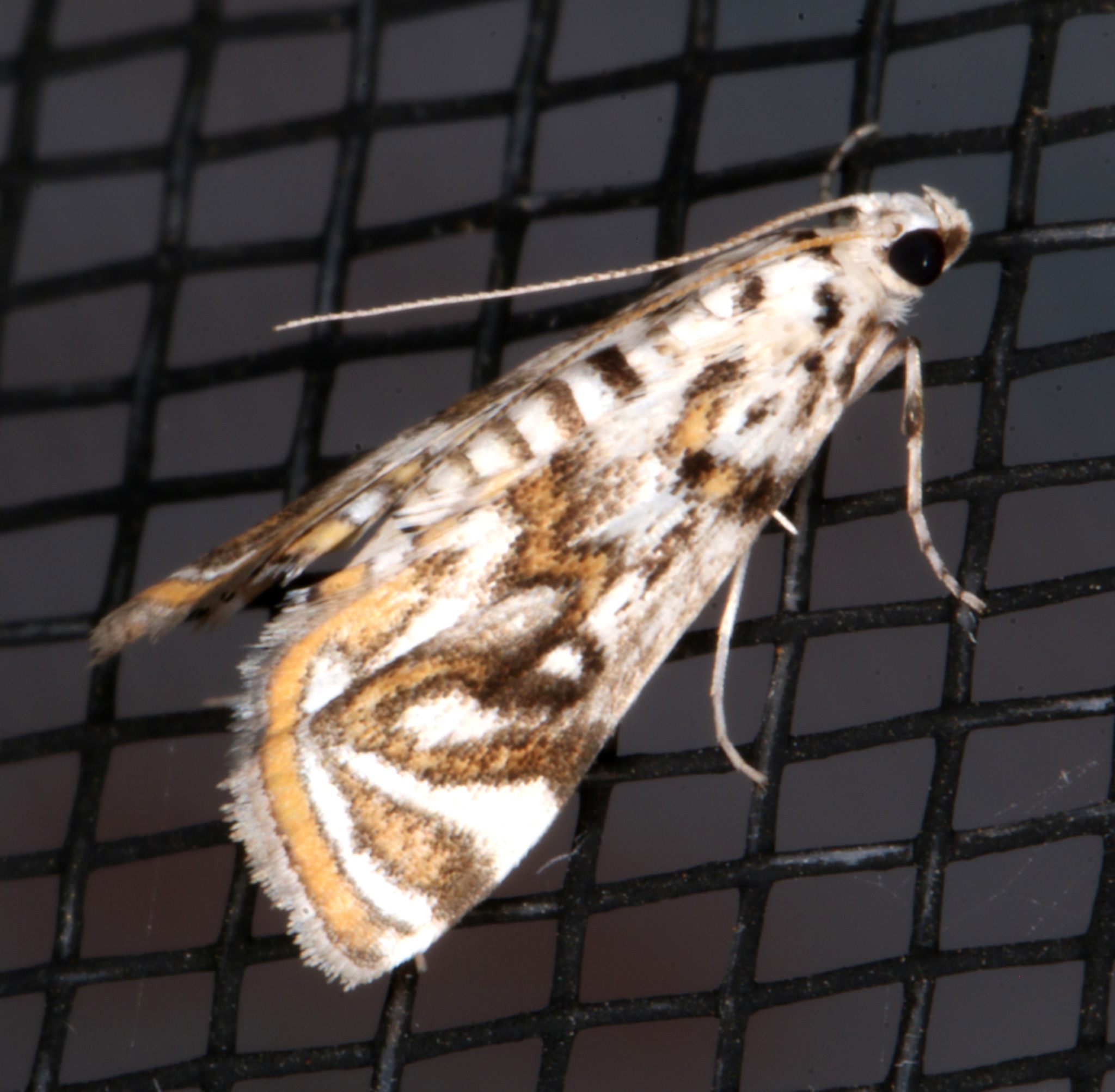 Parapoynx polydectalis