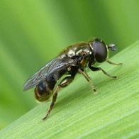 Eumerus funeralis