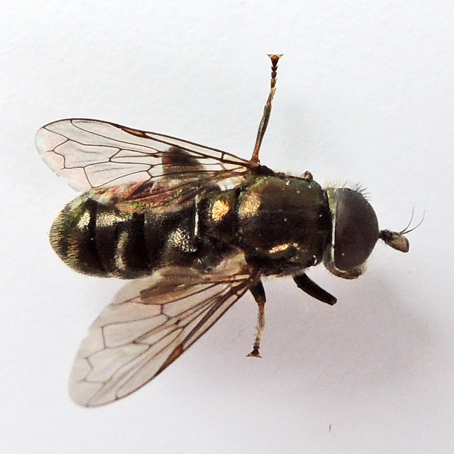 Eumerus funeralis