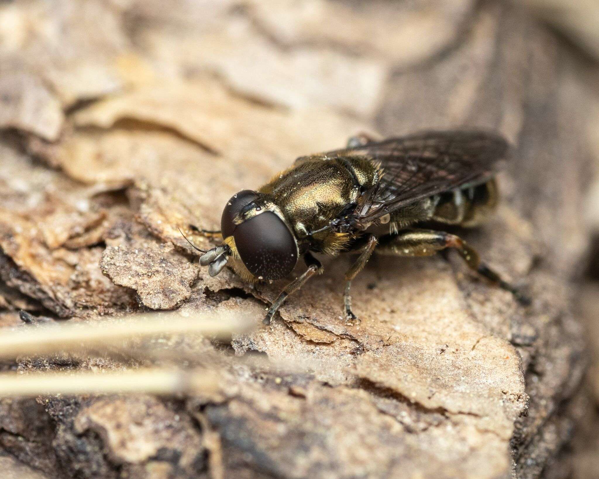 Eumerus funeralis