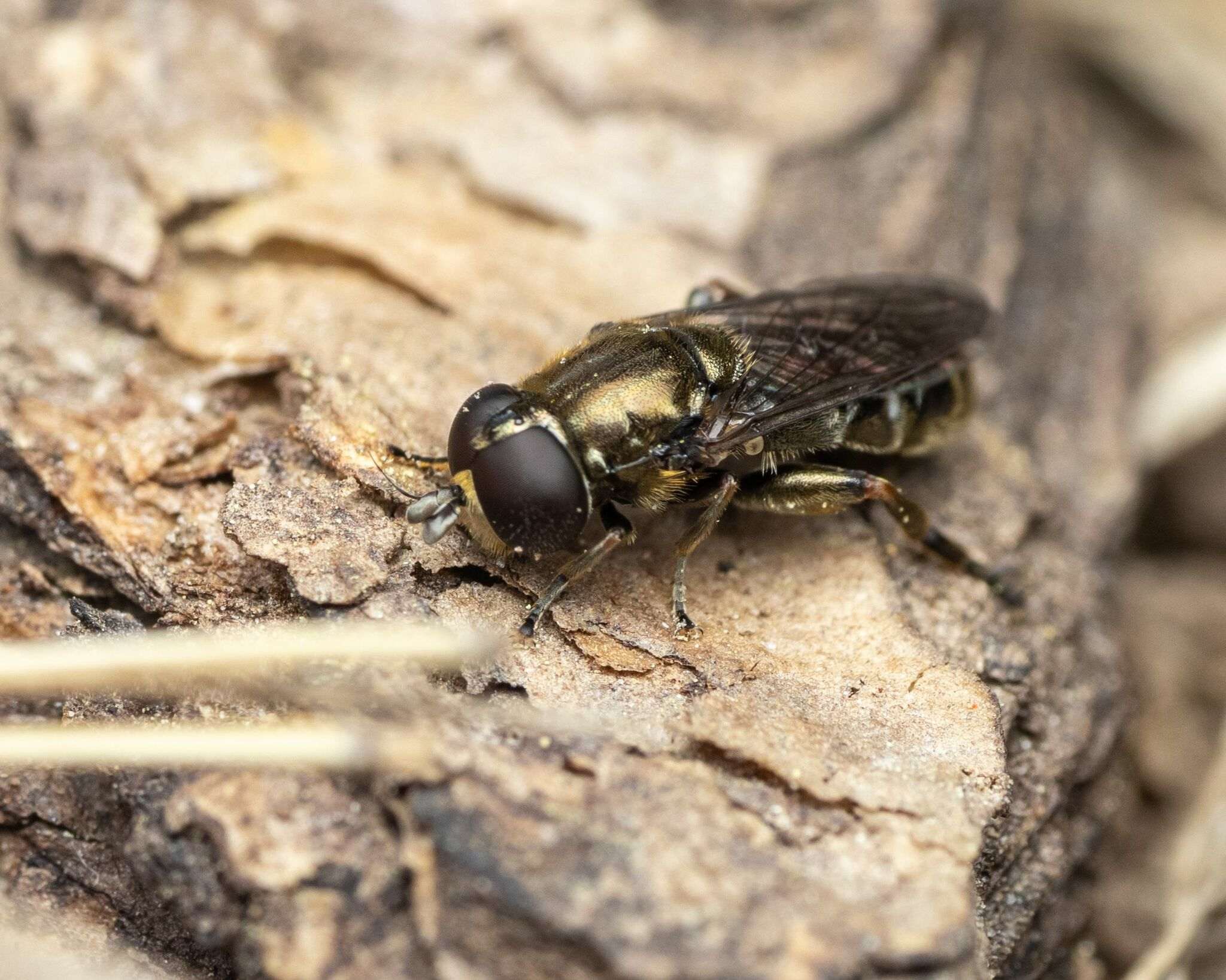 Eumerus funeralis