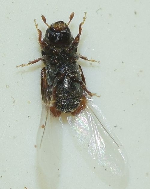 Scolytus amygdali