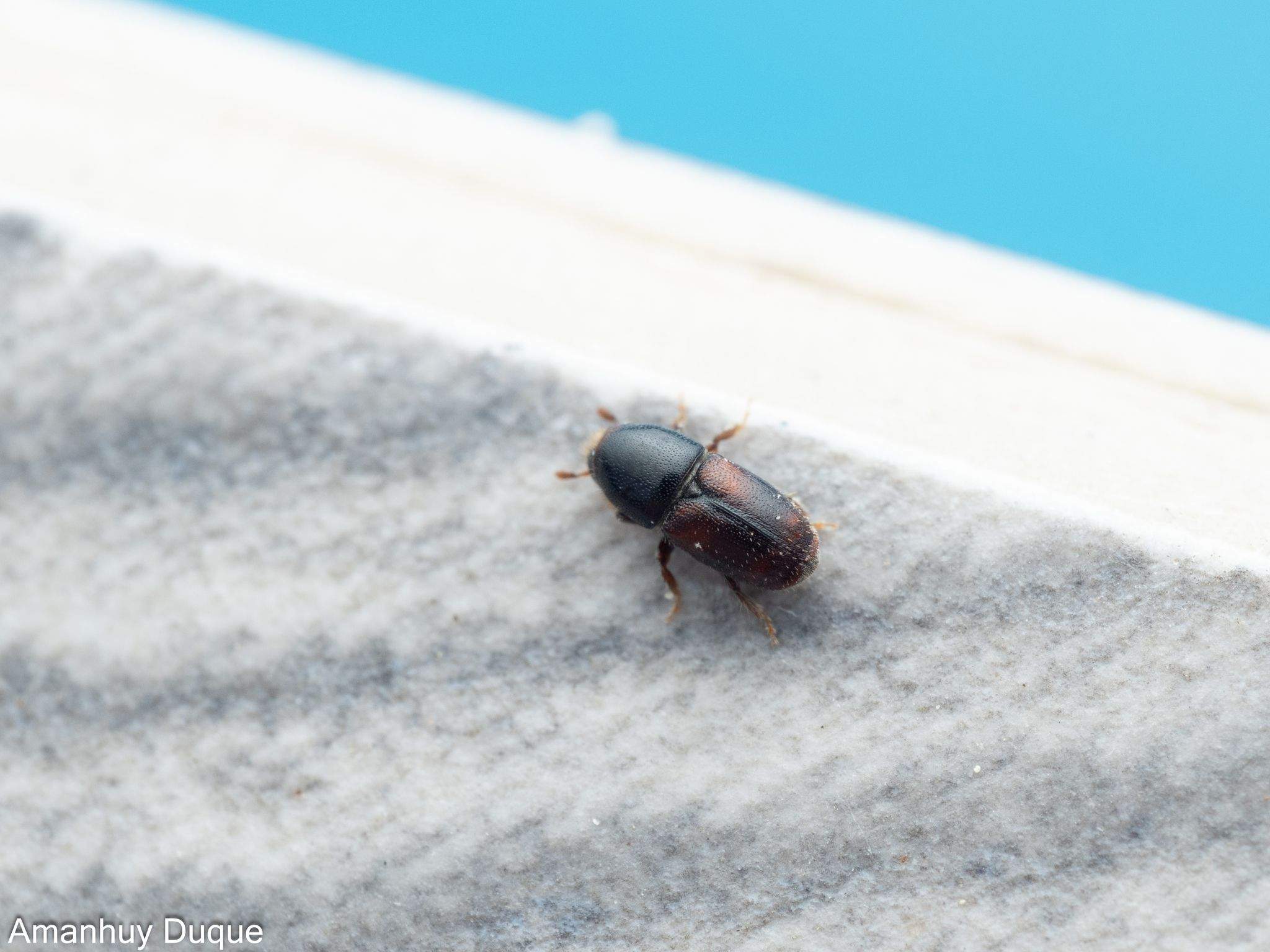 Scolytus amygdali