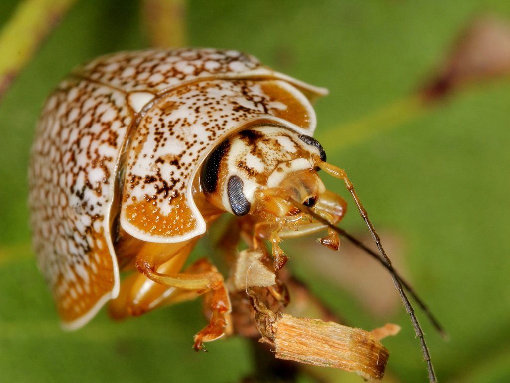 Paropsis dilatata