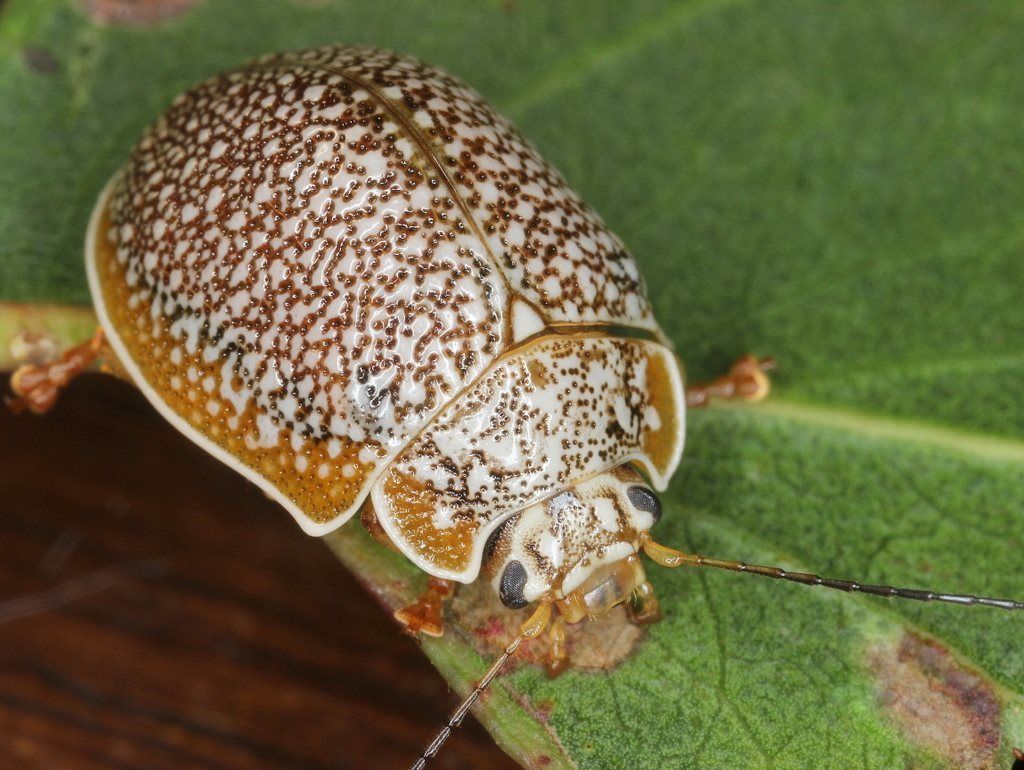 Paropsis dilatata