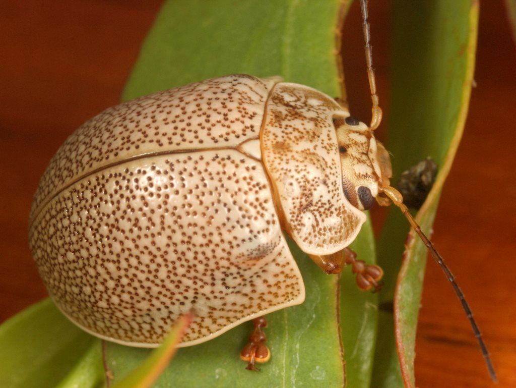 Paropsis dilatata