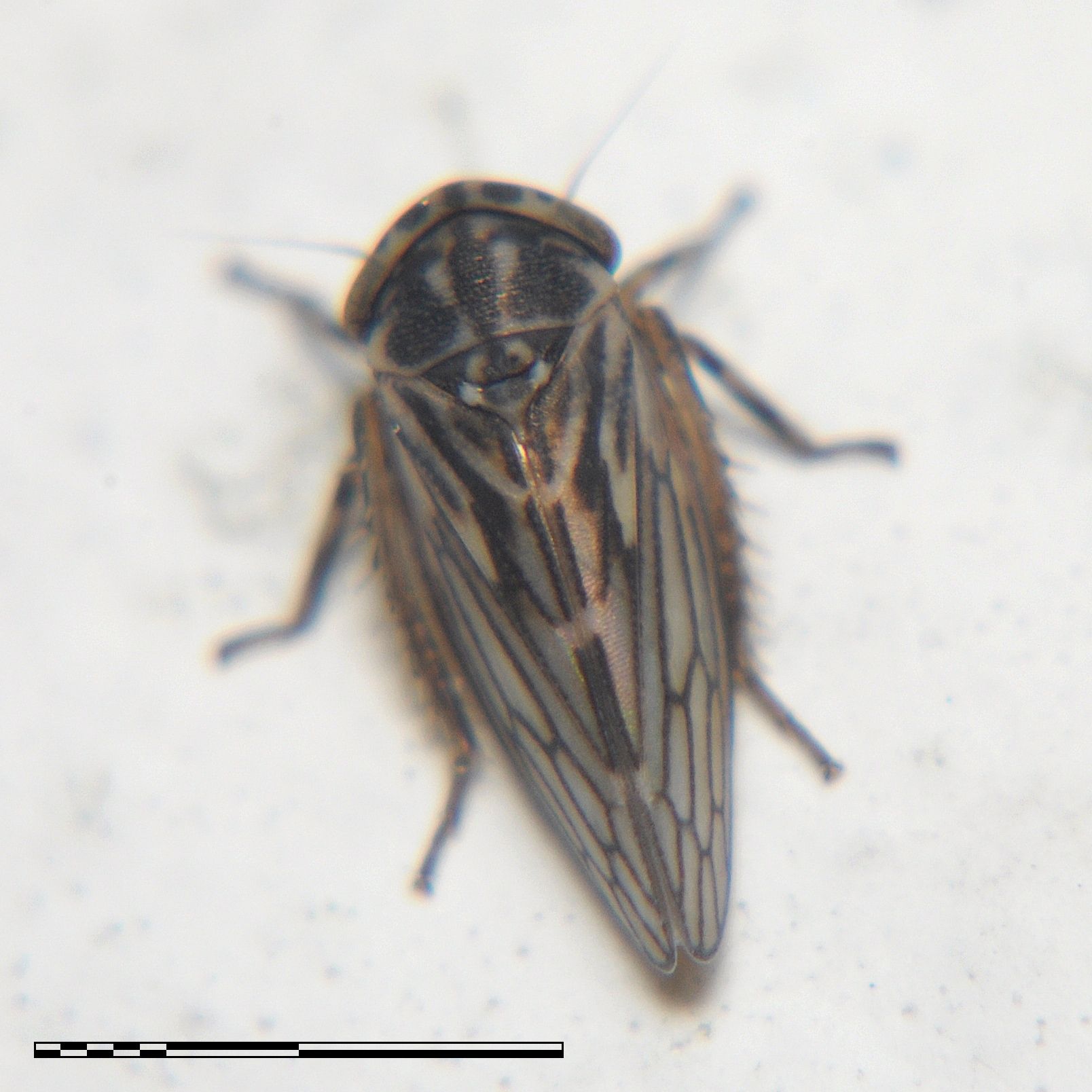 Anaceratagallia ribauti