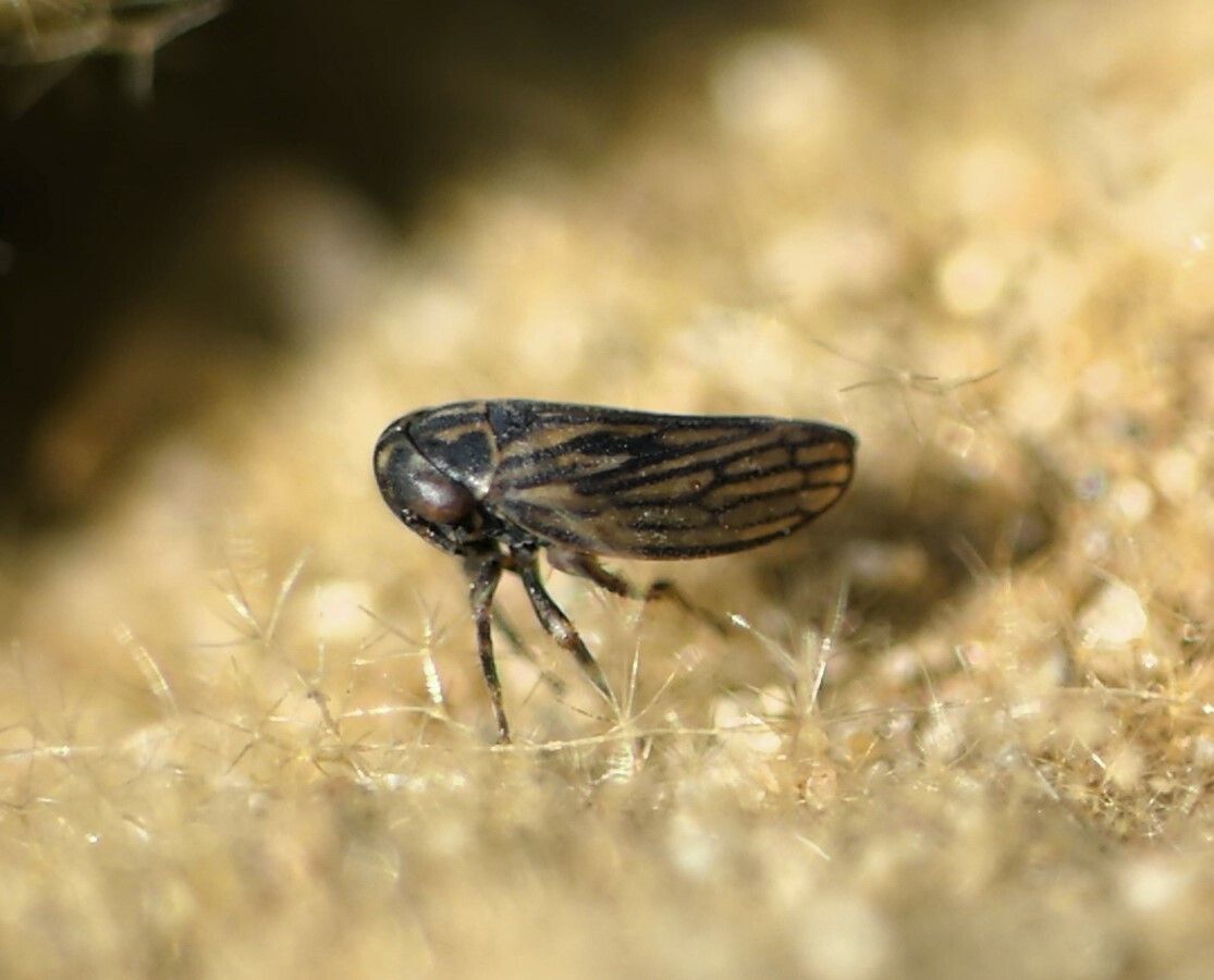 Anaceratagallia ribauti