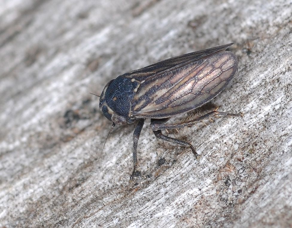 Anaceratagallia ribauti