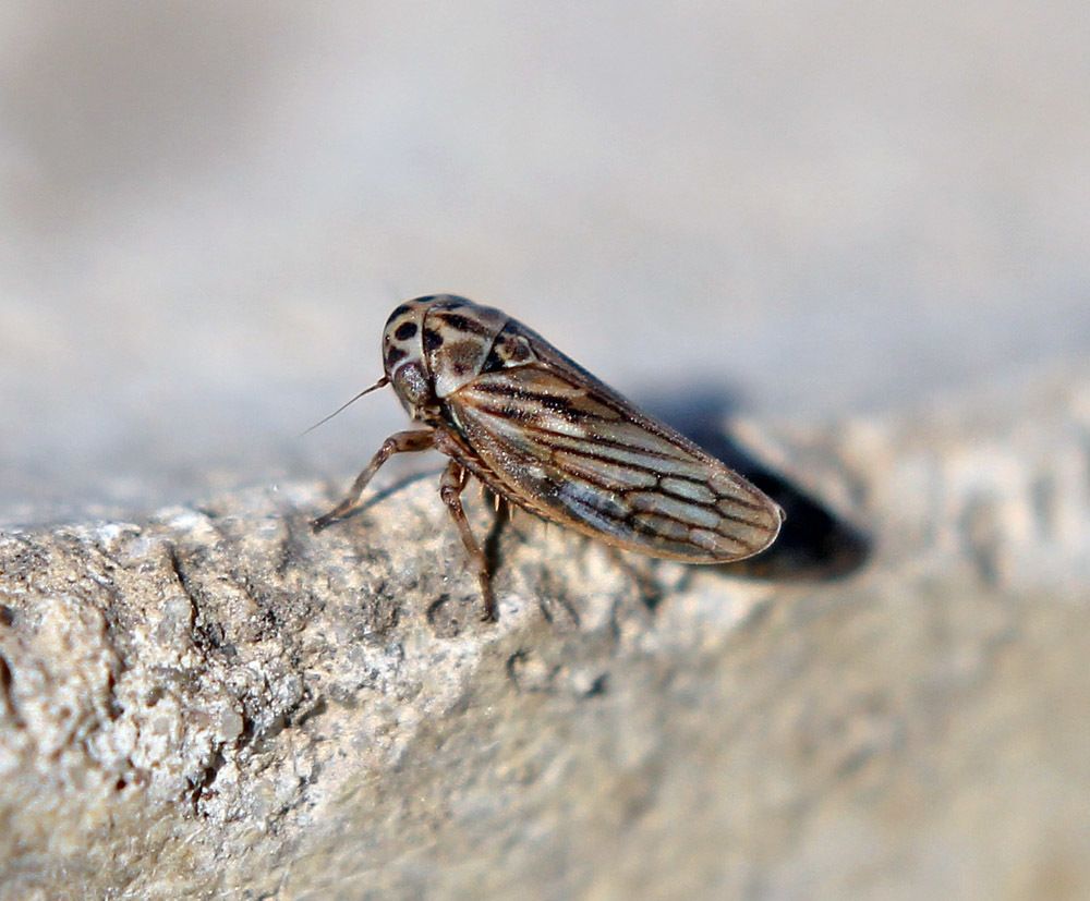Anaceratagallia ribauti