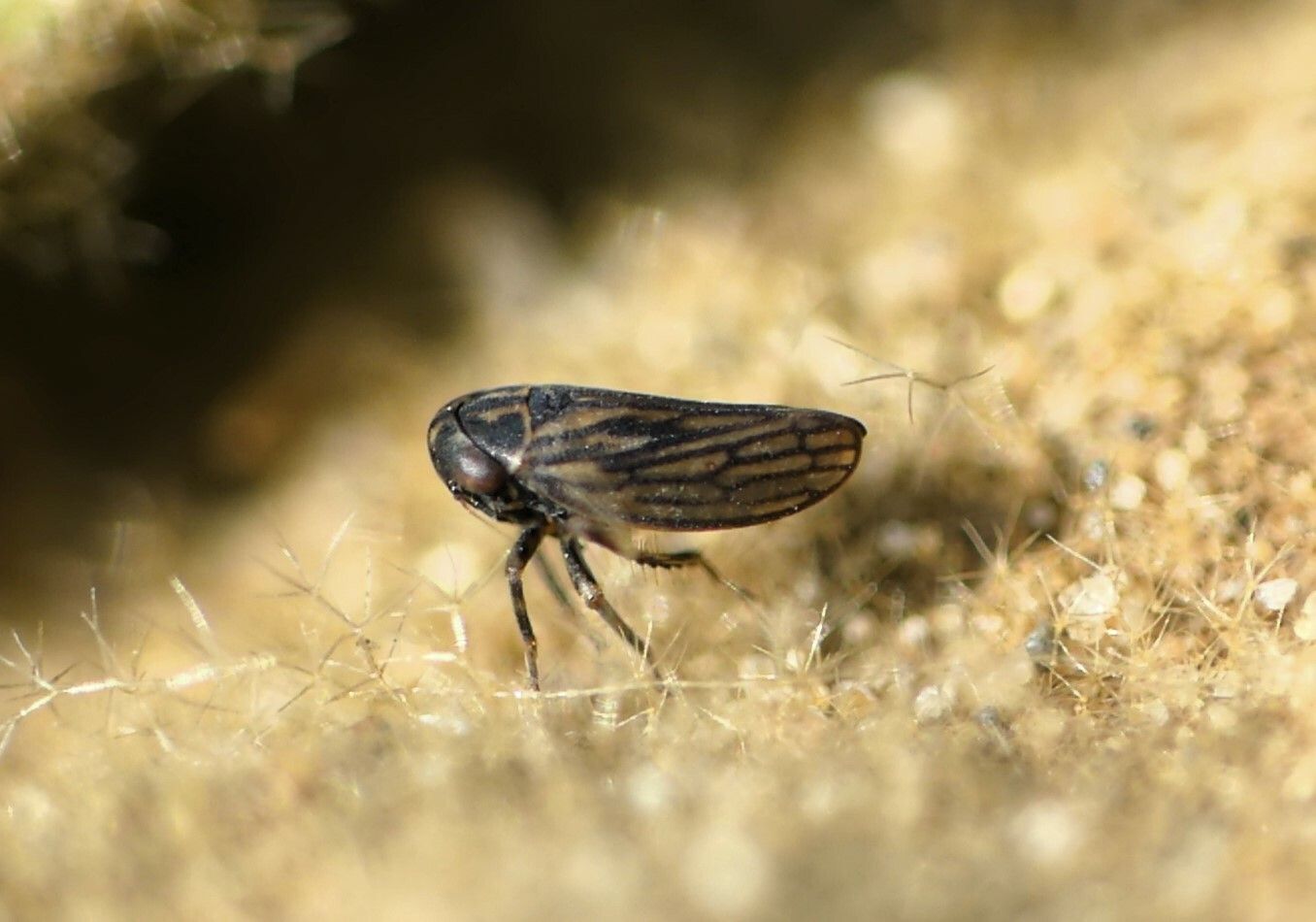 Anaceratagallia ribauti
