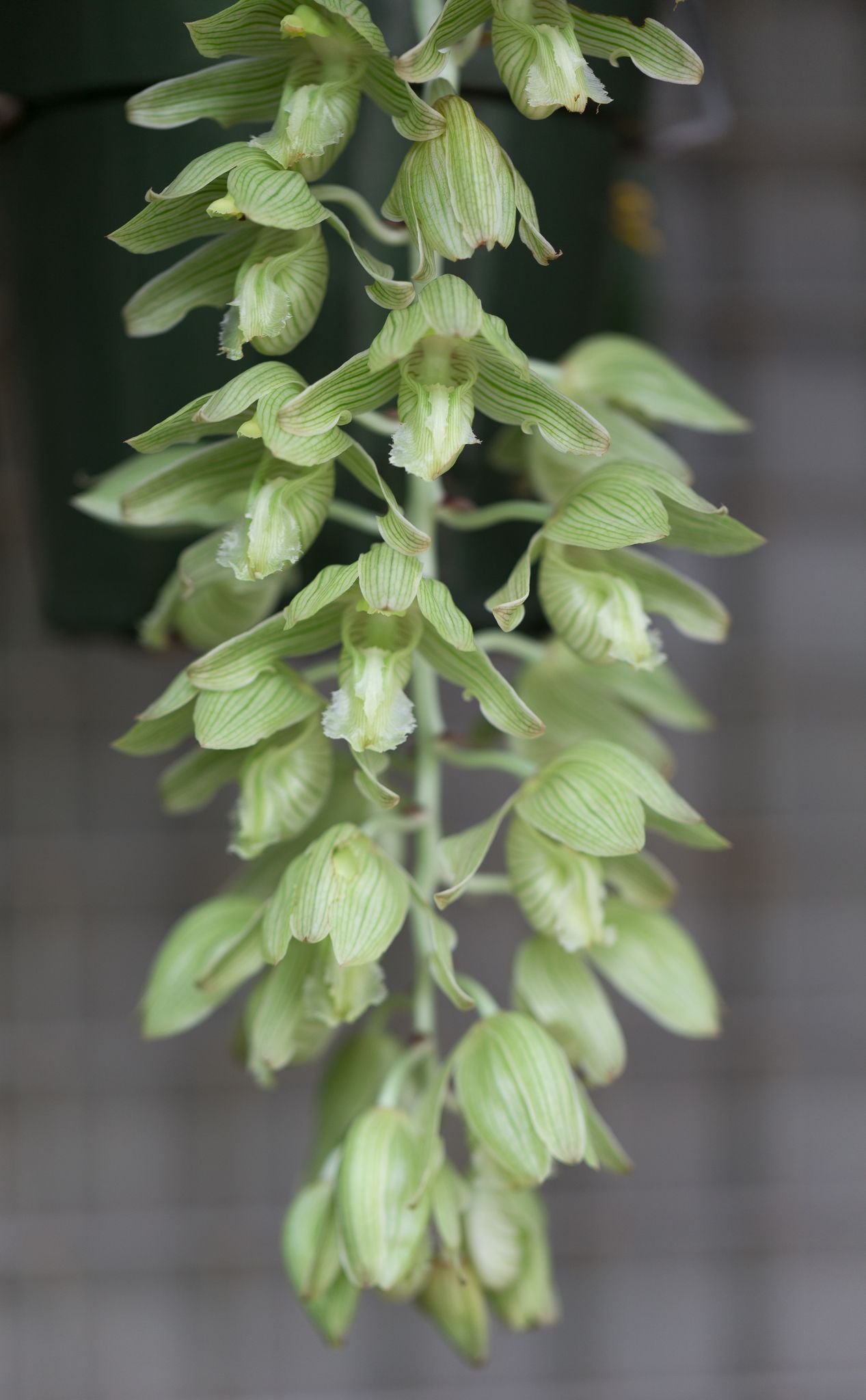 Russelliana