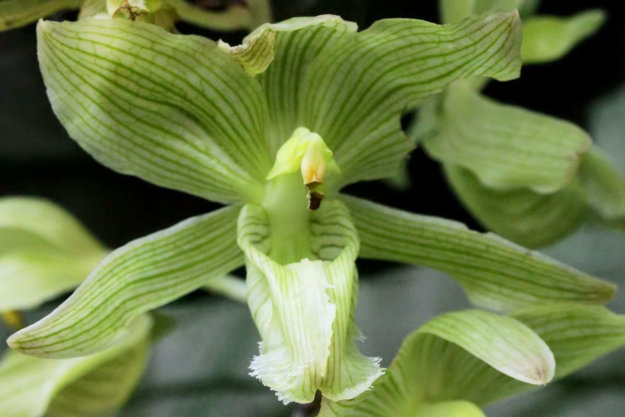 Russelliana