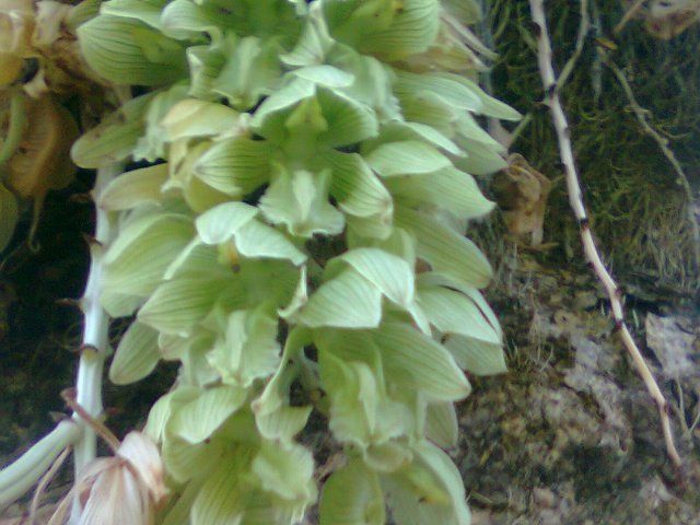 Russelliana