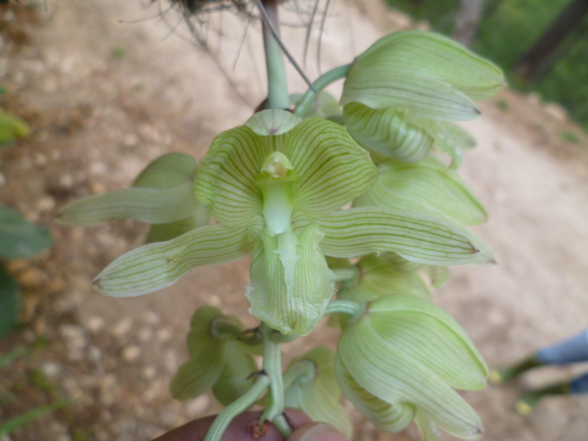 Russelliana