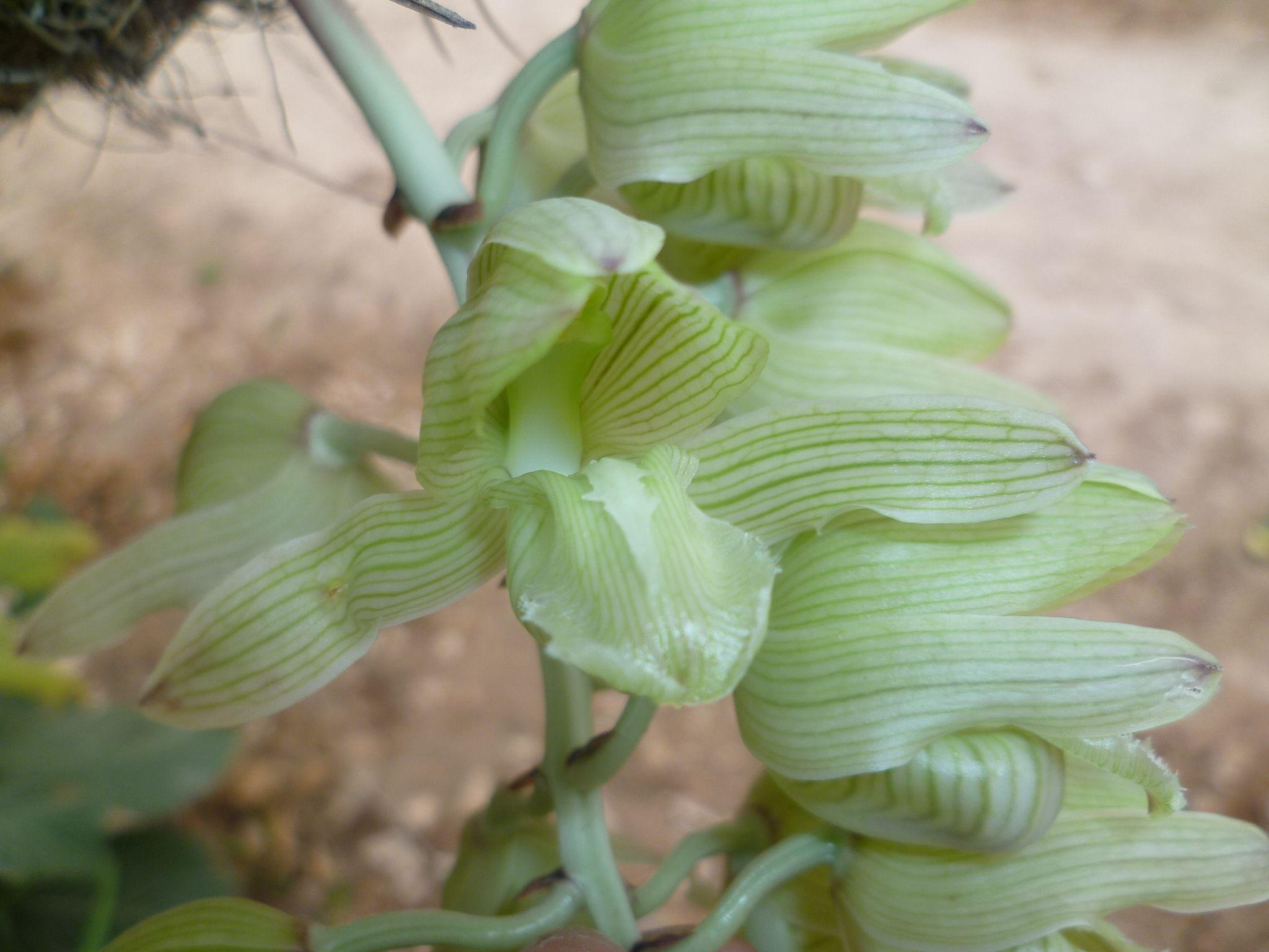 Russelliana