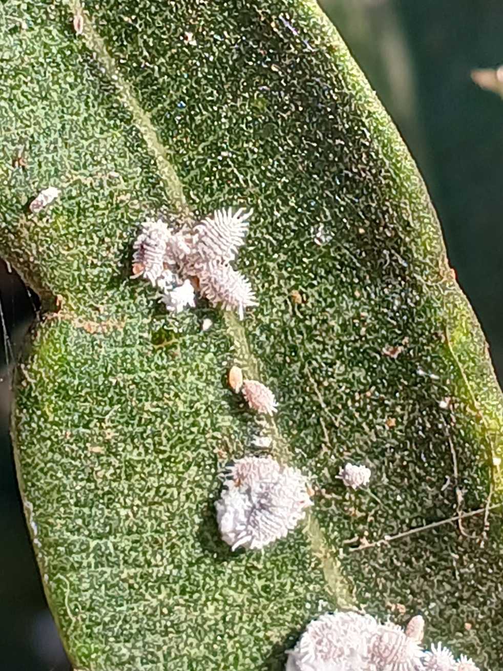 Paracoccus burnerae