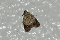 Orthaga euadrusalis
