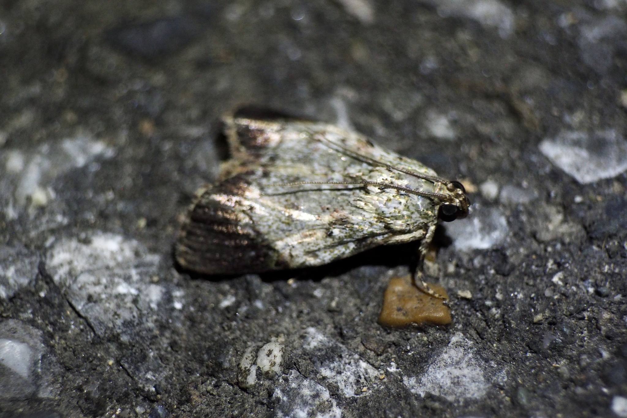 Orthaga euadrusalis