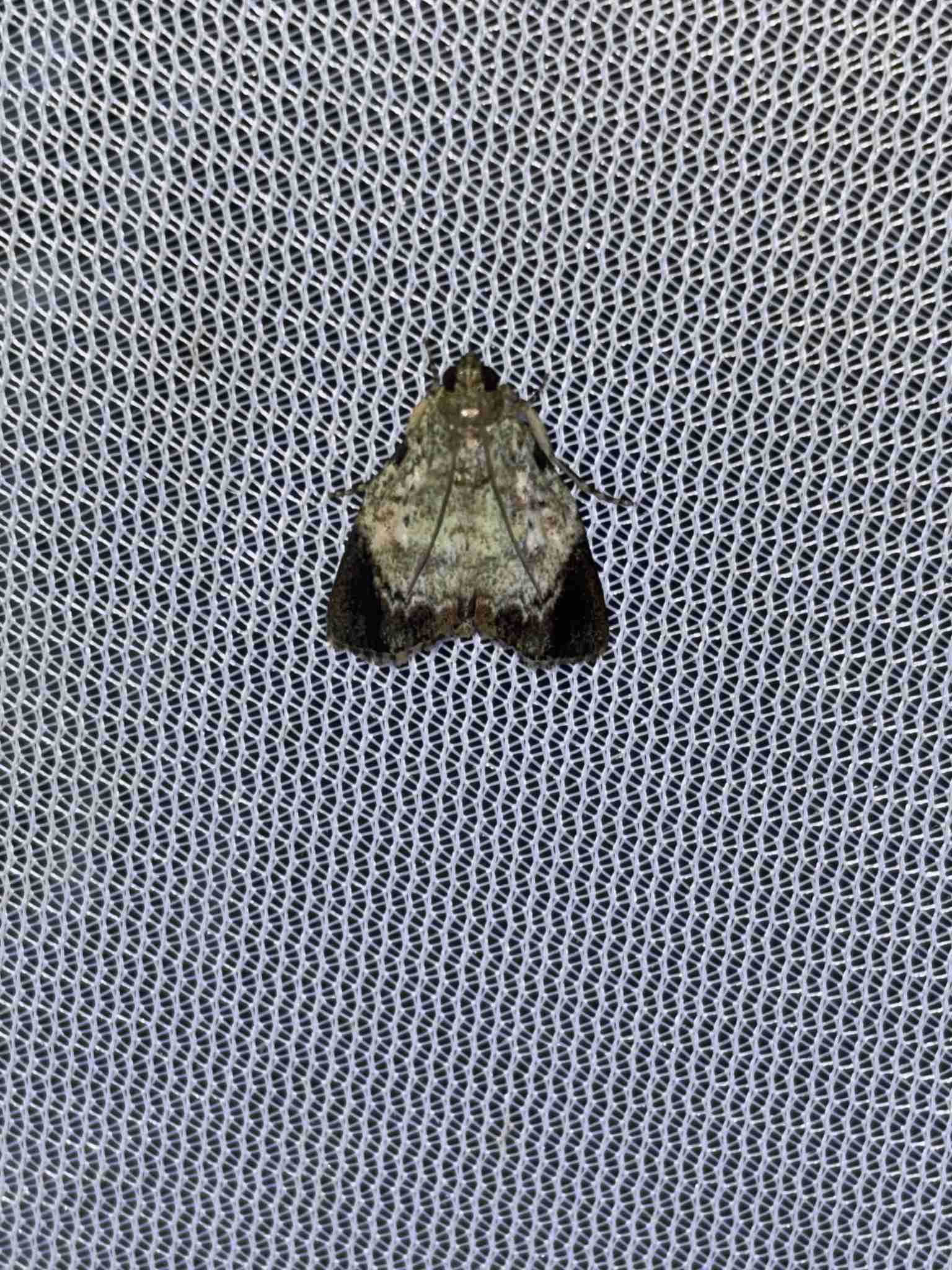 Orthaga euadrusalis