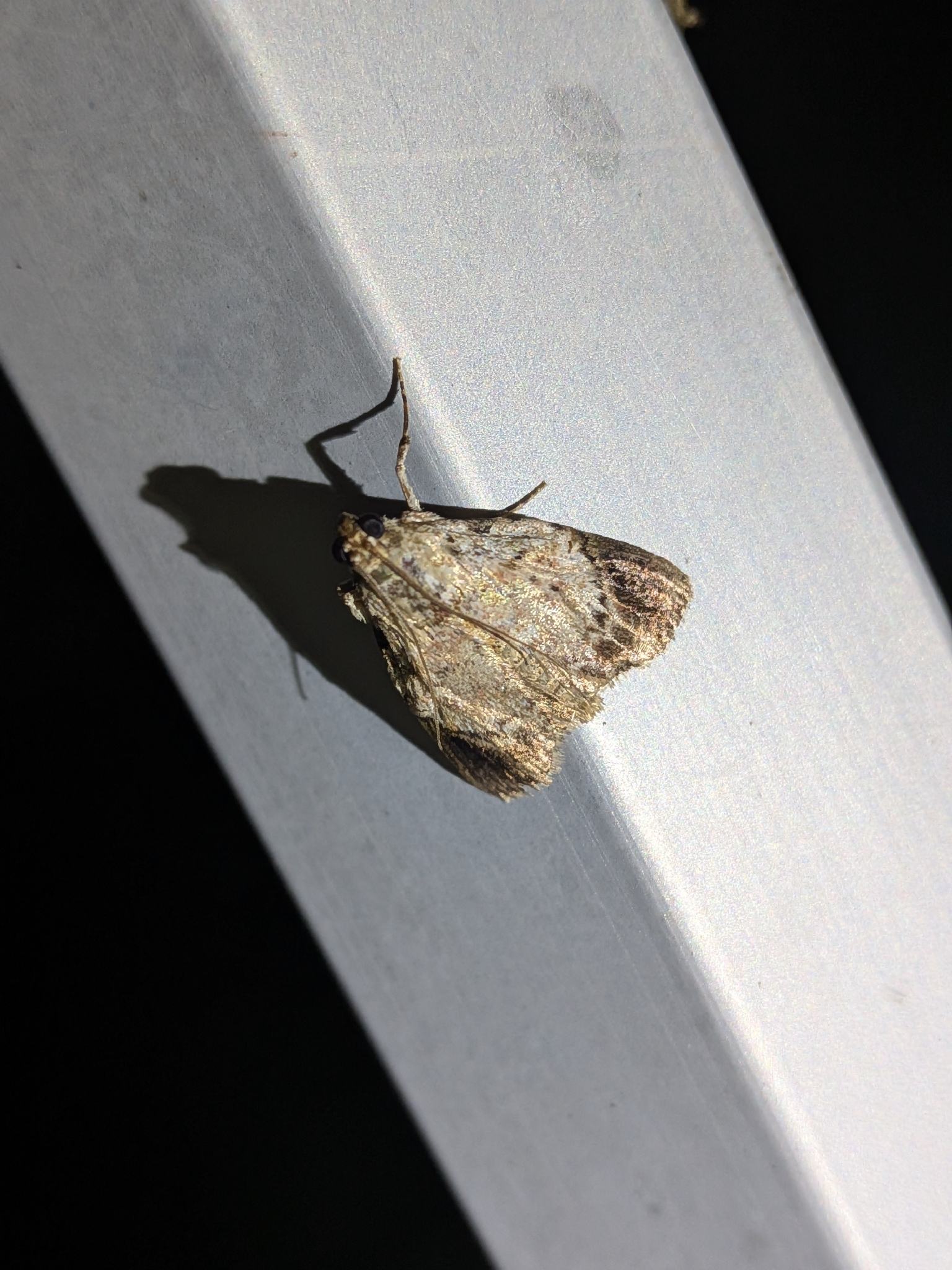 Orthaga euadrusalis