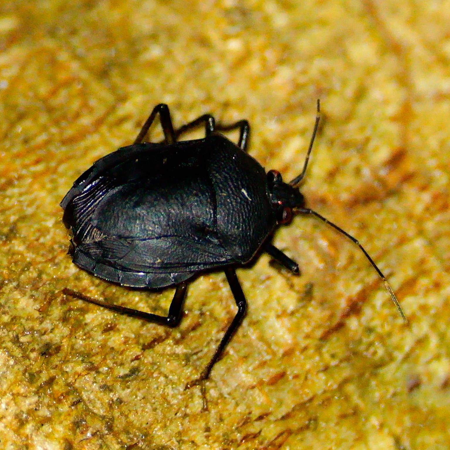 Ochlerus