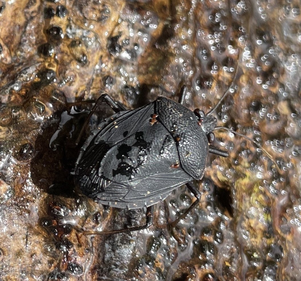 Ochlerus