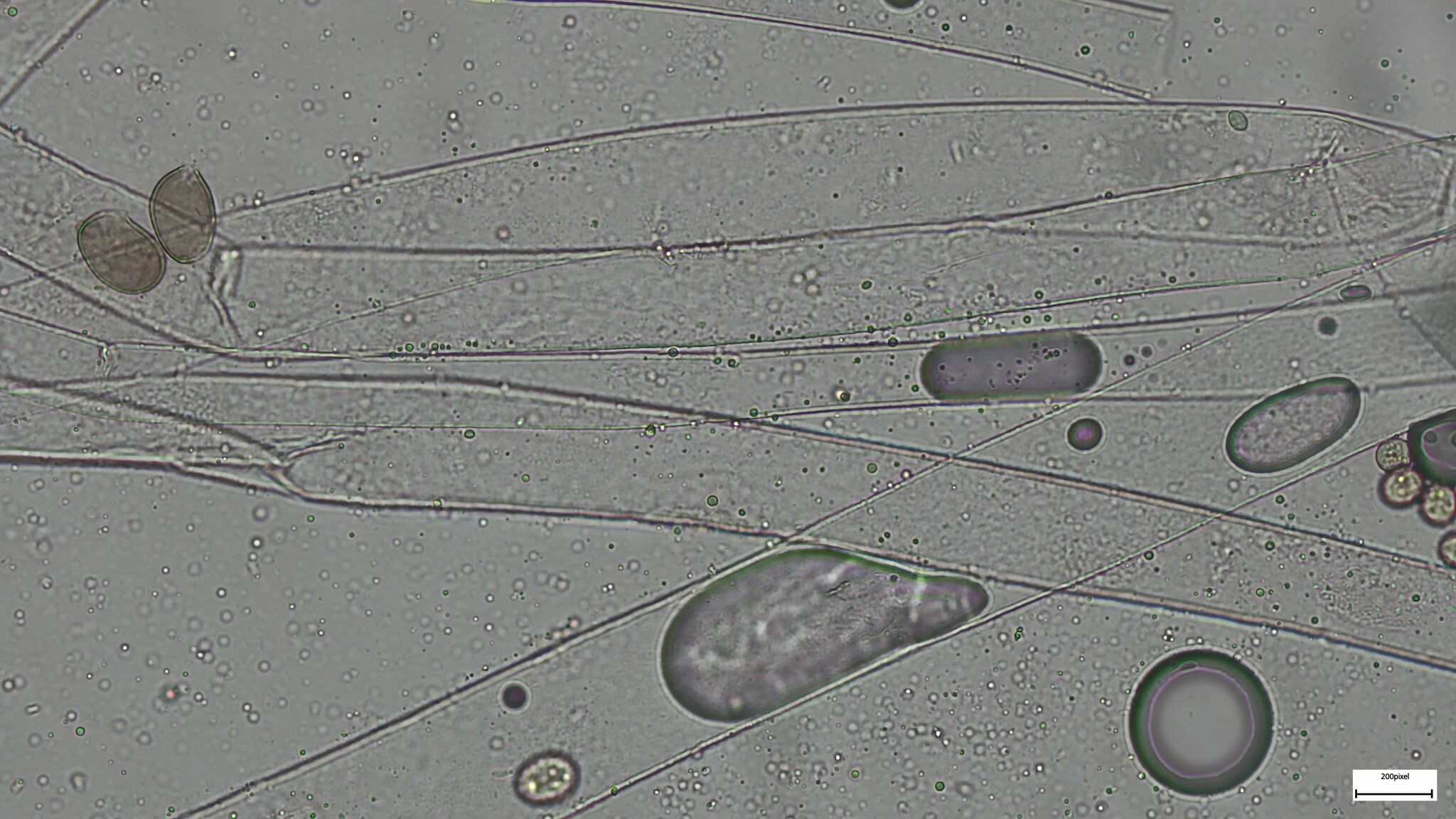 Choanephora infundibulifera
