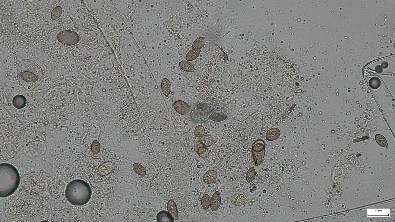 Choanephora infundibulifera