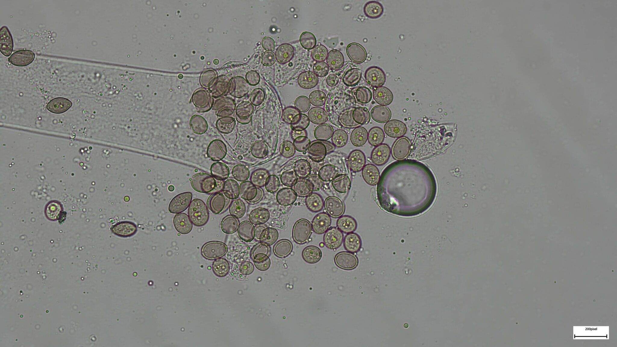 Choanephora infundibulifera