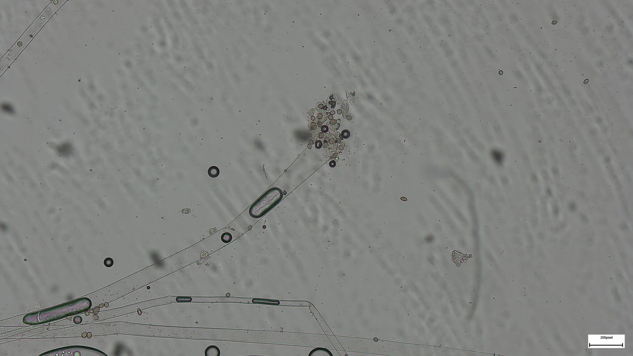 Choanephora infundibulifera