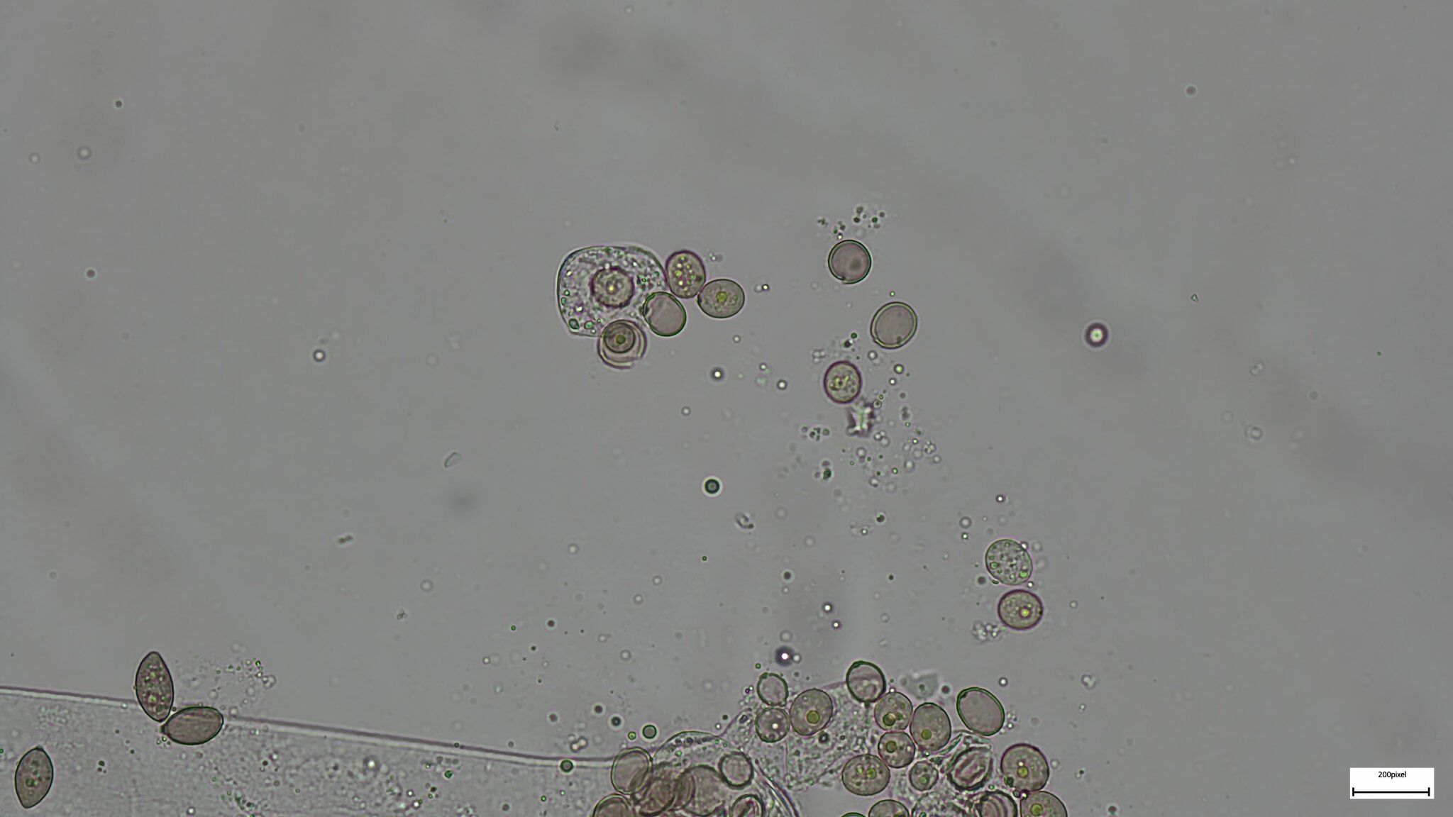 Choanephora infundibulifera