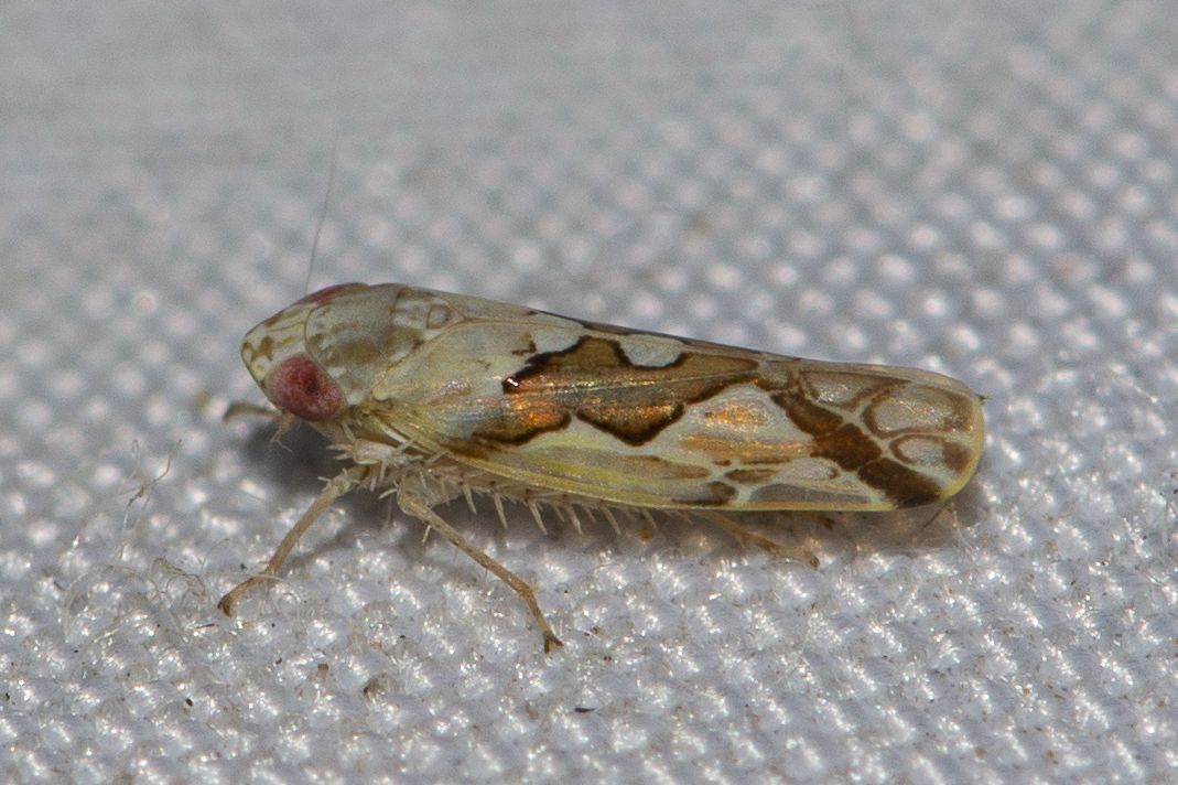 Recilia dorsalis