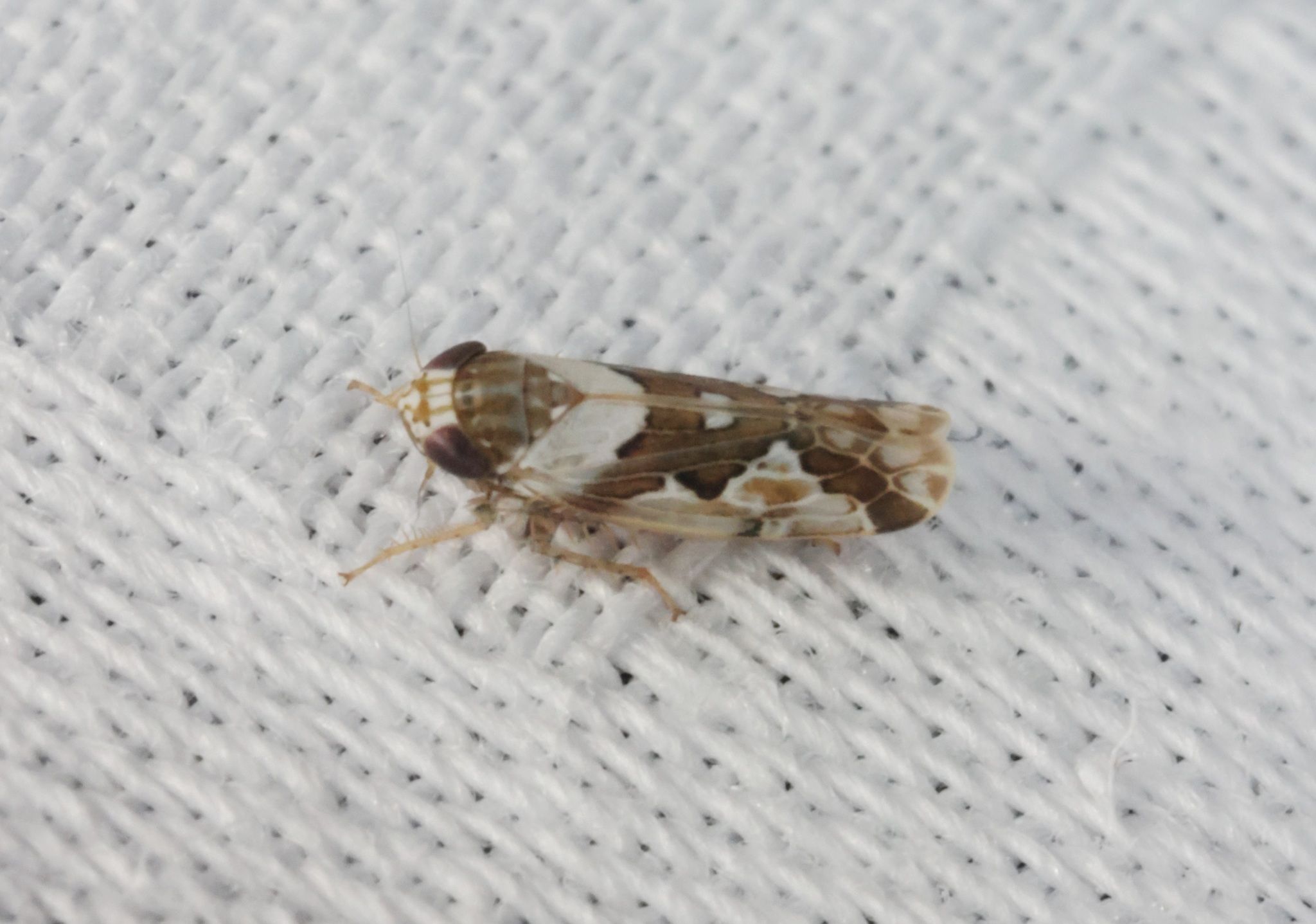 Recilia dorsalis