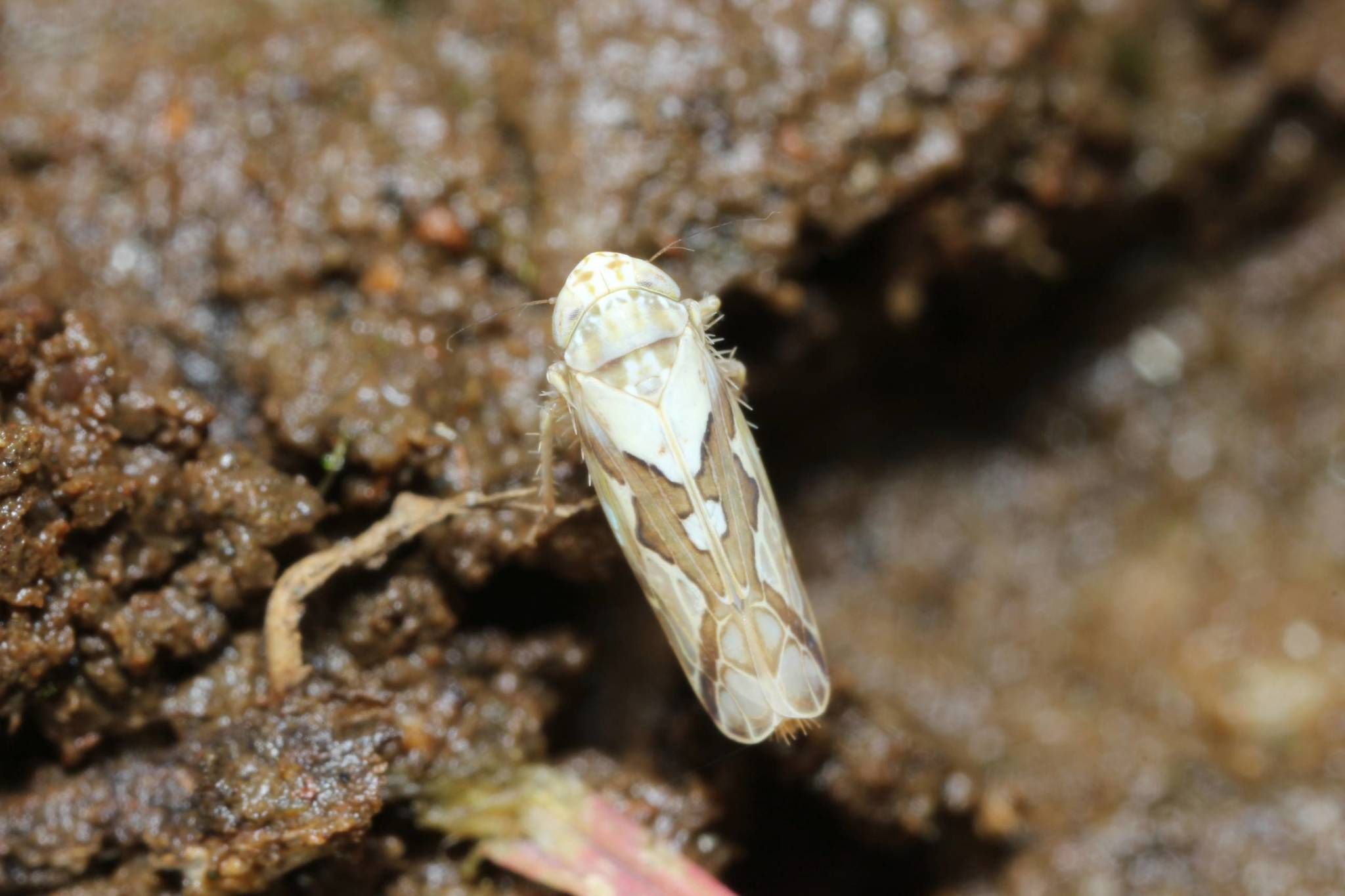 Recilia dorsalis